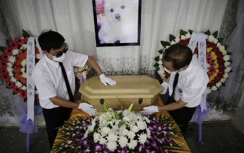 工作人員將寵物狗的靈柩放在靈堂上。