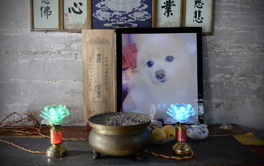 寵物狗的遺像被擺放在寺廟中。