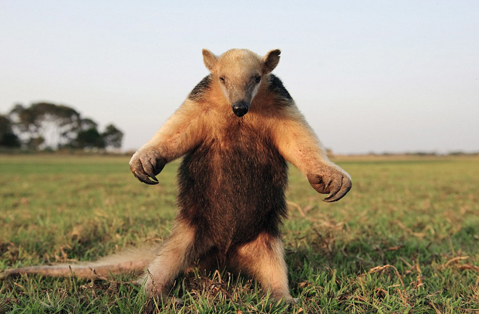 腿站立并不斷拍打胸脯向吉普車發(fā)出警告的食蟻獸。