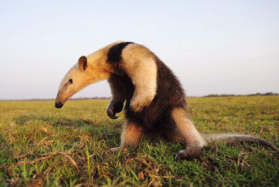 勇敢的食蟻獸。（網(wǎng)頁(yè)截圖）