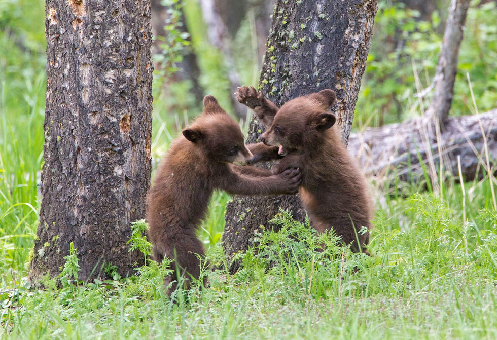 兩只萌噠噠的小熊在一顆大樹下玩躲貓貓，一會(huì)突然跳出來(lái)嚇唬對(duì)方，一會(huì)對(duì)著彼此做鬼臉，逗趣模樣讓人忍不住捧腹大笑。