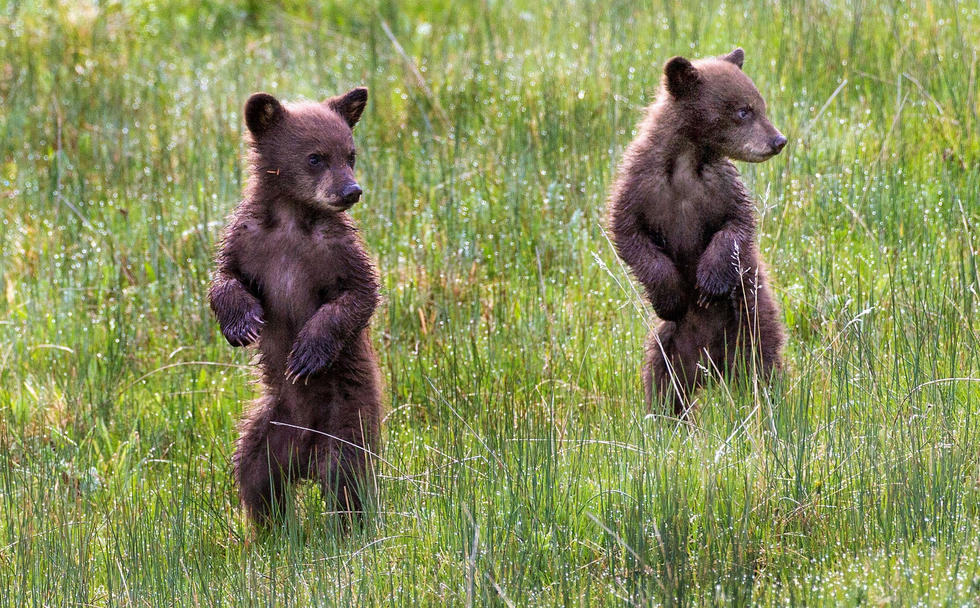 當(dāng)看到這些可愛的小熊照片時(shí)，你的心一定被它們的模樣給萌化了吧！