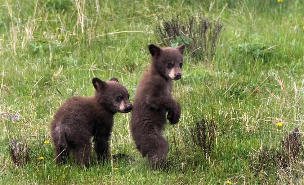 兩只萌噠噠的小熊在一顆大樹下玩躲貓貓，一會(huì)突然跳出來(lái)嚇唬對(duì)方，一會(huì)對(duì)著彼此做鬼臉，逗趣模樣讓人忍不住捧腹大笑。