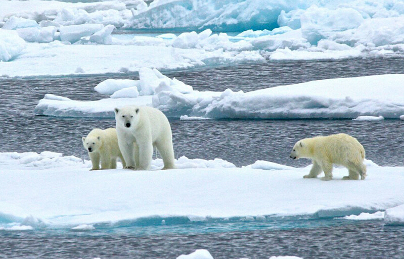 北極熊寶寶突然向后滑倒，摔了個四腳朝天