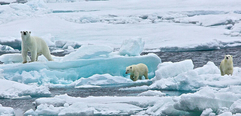 北極熊寶寶起來后看見有攝像機，便好奇地盯住娜塔西亞手中的機器。