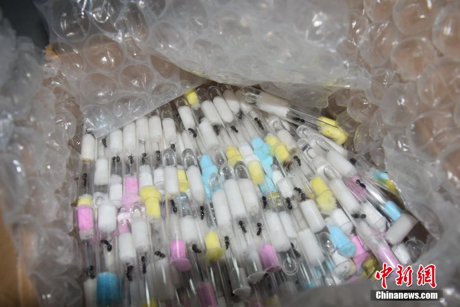 四川海關(guān)截獲400只入境活體螞蟻 四川海關(guān)截獲400只入境活體螞蟻