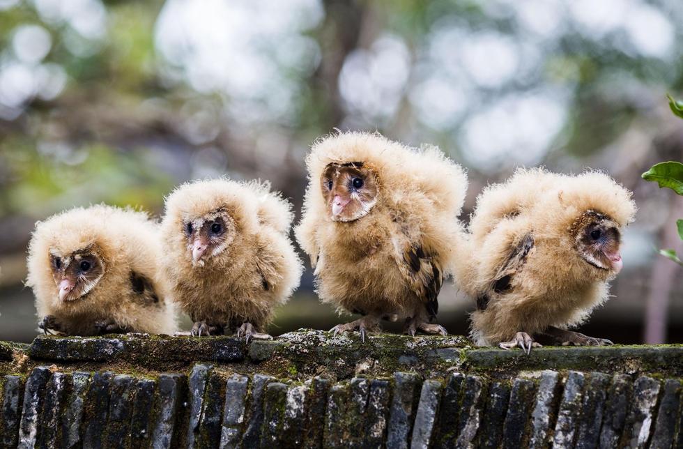 日前，九江市都昌縣蔡嶺鎮(zhèn)的曹女士上山采茶籽時(shí)，撿到5只可愛的雛鳥。經(jīng)野保工作人員鑒定，這5只雛鳥為國(guó)家二級(jí)野生保護(hù)動(dòng)物猴面鷹，目前已被送往鳥類保護(hù)組織進(jìn)行救護(hù)。