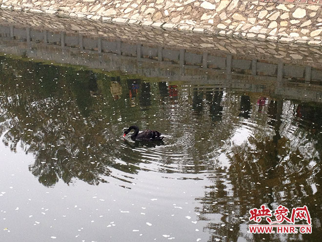 受傷的黑天鵝迫降鄭州金水河。