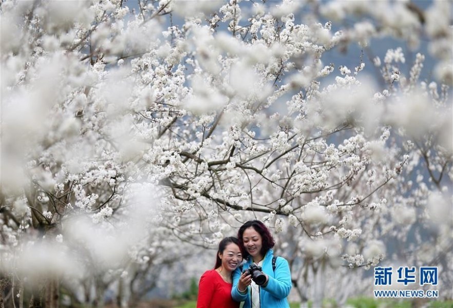 初春各地櫻花盛開 引游客駐足觀賞 初春各地櫻花盛開 引游客駐足觀賞