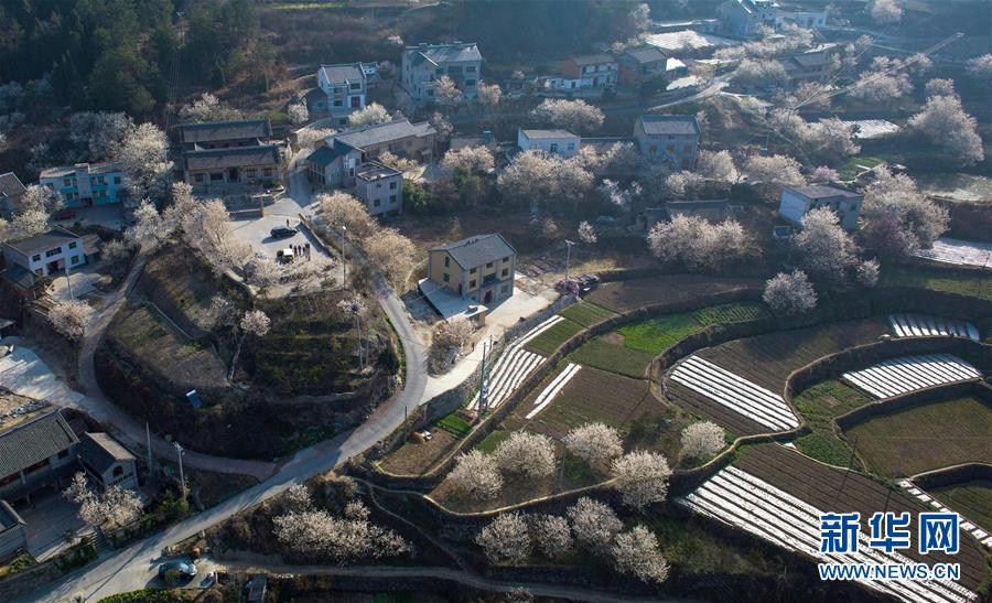 初春各地櫻花盛開 引游客駐足觀賞 初春各地櫻花盛開 引游客駐足觀賞