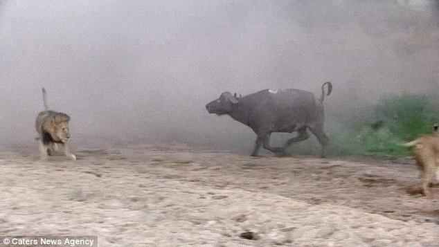 然后在獅群還在打架時悄悄地溜走了，留下一個瀟灑的背影。