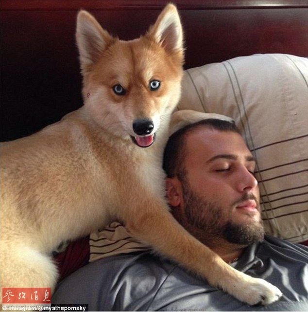 狐貍還是狗？藍(lán)眼睛萌寵走紅網(wǎng)絡(luò)