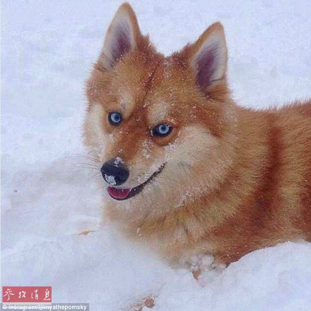 狐貍還是狗？藍(lán)眼睛萌寵走紅網(wǎng)絡(luò)