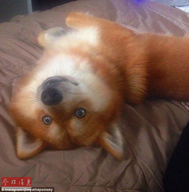 狐貍還是狗？藍(lán)眼睛萌寵走紅網(wǎng)絡(luò)