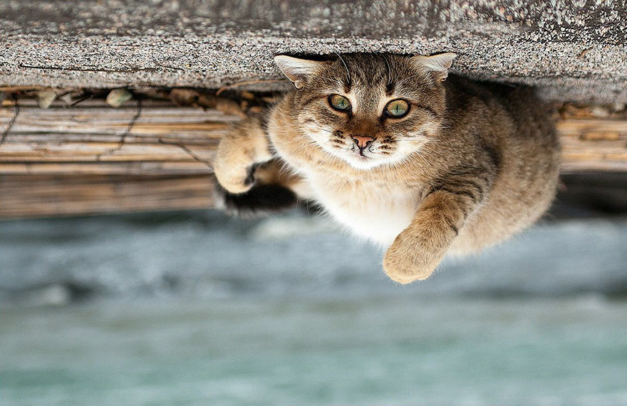 它們都是表情帝！一組不可思議的動(dòng)物肖像