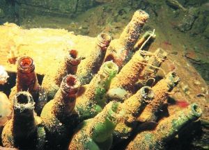 長滿水藻的日本清酒瓶。