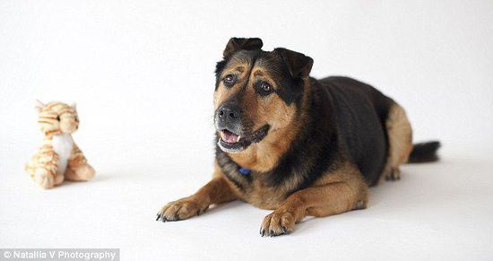 英國(guó)一只流浪狗因表情太過憂郁而無人領(lǐng)養(yǎng)