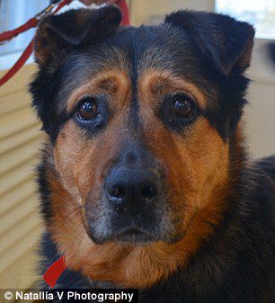 英國(guó)一只流浪狗因表情太過憂郁而無人領(lǐng)養(yǎng)