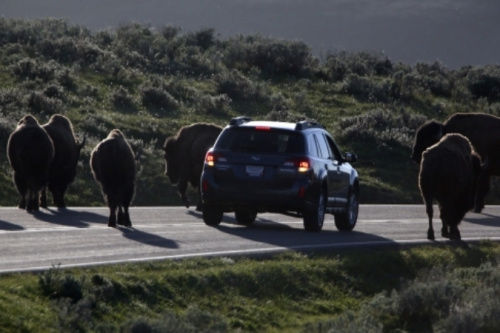 警方已經(jīng)派出大量工作人員、警犬和飛行器在當(dāng)?shù)卣归_搜尋