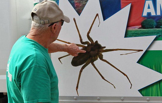美家庭新買住房中發(fā)現(xiàn)6000只毒蜘蛛 獲賠47萬(wàn)美元(組圖)