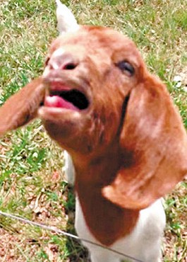 這只會(huì)說話的小山羊不斷發(fā)出類似“What”的聲音。