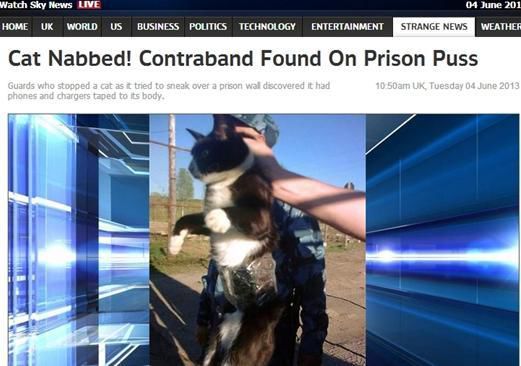 資料圖：2013年，俄羅斯獄警也曾抓獲身負(fù)手機(jī)和充電寶的貓，它本想混進(jìn)俄羅斯科密地區(qū)一座監(jiān)獄