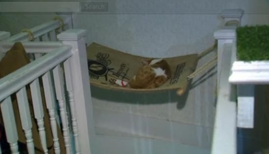 圖為加拿大首家貓咪咖啡館。