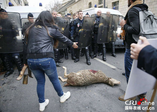 　　當?shù)貢r間2014年11月27日，法國巴黎，法國農(nóng)民帶綿羊在埃菲爾鐵塔附近抗議，要求環(huán)保部門采取有效措施解決狼群襲擊羊群問題?！D片來源：TRICK KOVARIK/CFP