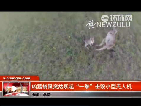 澳大利亞一袋鼠躍起 澳大利亞一袋鼠躍起