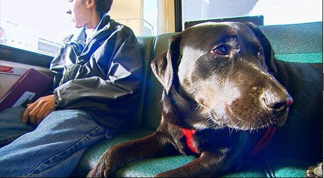 伊柯麗斯(Eclipse)搭乘公車。