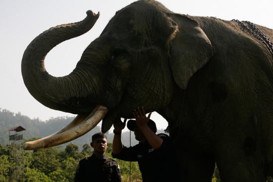 圖為大象巡邏隊(duì)里的大象。來源：法新社。