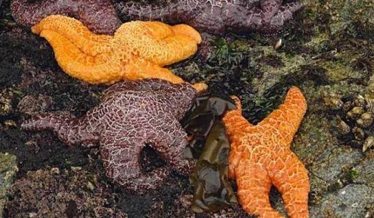 近2年來(lái)，估計(jì)有百萬(wàn)只海星自殺（臺(tái)灣中時(shí)電子報(bào)）