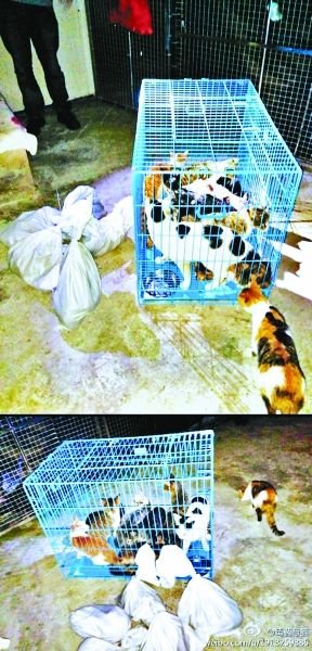 志愿者將放生的貓抓捕回來(lái)，這些貓等待領(lǐng)養(yǎng)