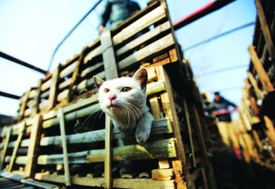 貨車(chē)上被販運(yùn)的貓。 記者陳亮 攝