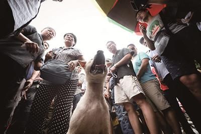 一只狗被動(dòng)保人士與狗販子圍在中間，等待兩方的討價(jià)還價(jià)后決定去向