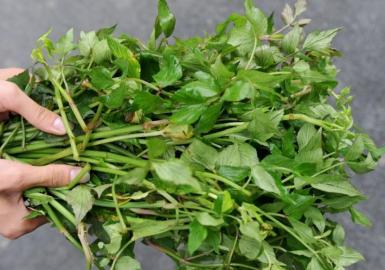 四川多個(gè)景區(qū)農(nóng)家樂賣不明野菜 野芹毒芹分不清 四川多個(gè)景區(qū)農(nóng)家樂賣不明野菜 野芹毒芹分不清
