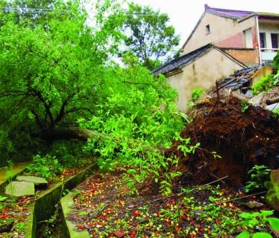 江蘇溧陽(yáng)一村莊遭遇12級(jí)龍卷風(fēng) 大樹(shù)被連根拔起
