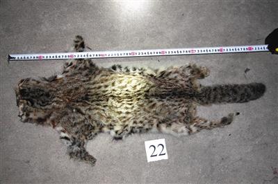 村民獵殺松鼠豹貓被刑拘 警方繳獲風干毛皮22張 村民獵殺松鼠豹貓被刑拘 警方繳獲風干毛皮22張