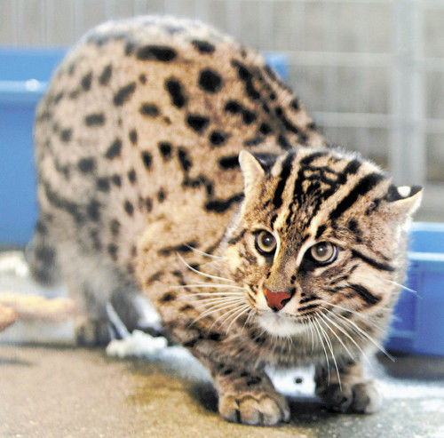 日本一水族館展出“漁夫貓”擅于游泳會(huì)抓魚(圖) 日本一水族館展出“漁夫貓”擅于游泳會(huì)抓魚(圖)
