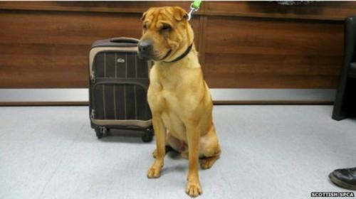 蘇格蘭動物權(quán)益慈善組織已經(jīng)通過芯片查出這只小狗的名字叫凱。