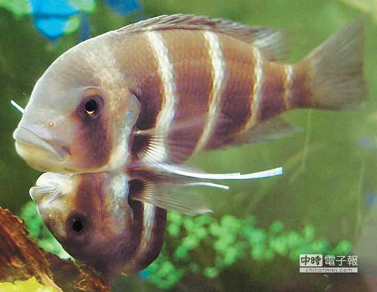 這對連體魚上面的哥哥體型較大,約是下面弟弟的2倍 這對連體魚上面的哥哥體型較大,約是下面弟弟的2倍