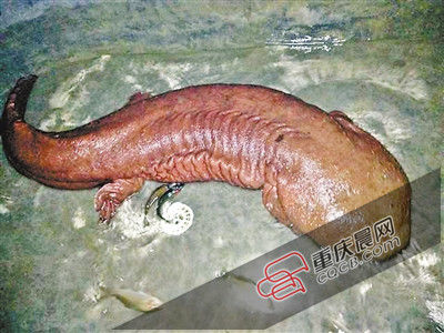 巫山抱龍鎮(zhèn)的超級娃娃魚。 巫山抱龍鎮(zhèn)的超級娃娃魚。