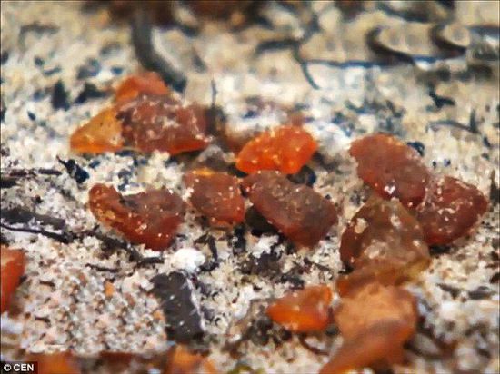 波羅的海的一場暴風雨將琥珀卷到了岸上，這里包攬了全球90%的琥珀產量。