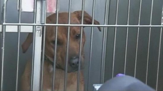 圖為當(dāng)時襲擊艾琳的兩只惡犬其中之一。