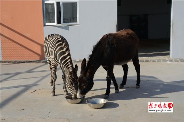 圖斑馬和驢子在一起共同進(jìn)食。