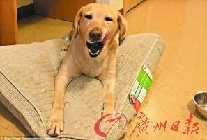 機(jī)智的導(dǎo)盲犬尤蘭達(dá)。