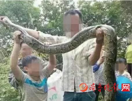 膽真大！男子抓野生大蟒燉湯 蟒蛇屬國家一級保護動物(圖)
