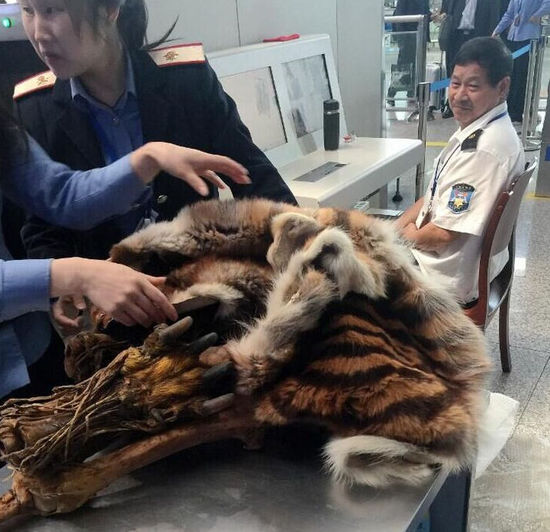 男子帶著虎皮虎骨過安檢 專家:或是狗皮染色