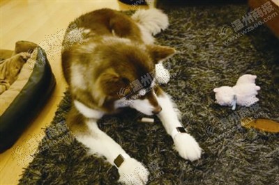 說到蘋果表，昨天的網(wǎng)友大為感嘆：人比人，氣死人了。不！是人比狗，氣死人。