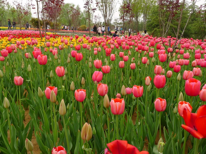 粽子節(jié)遇上兒童節(jié)，你想好去哪了么？